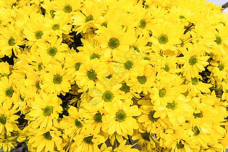 黄色菊花作为天然本底图片