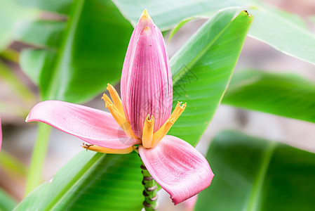 粉红毛草花或花朵香蕉 莲花喜欢图片