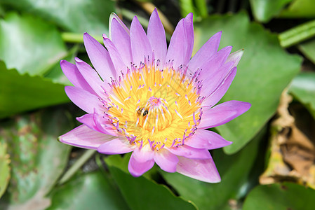 粉色莲花或蜜蜂百合水植物热带池塘植物群叶子昆虫荷花宏观花园紫色图片