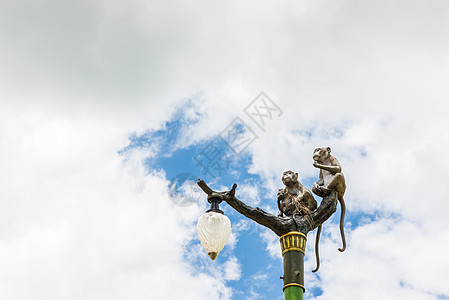 蓝天灯柱上的猴子家族雕像衬套宠物天空生态动物黑猩猩微笑俘虏原始人灵长类图片