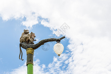 蓝天灯柱上的猴子家族雕像生态情绪笑脸蓝色衬套沉思宠物雨林森林猩猩图片