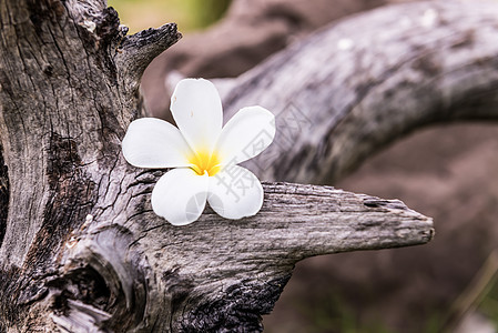 弗朗比帕尼花朵生活树叶桌子植物学季节温泉热带金子花瓣茉莉花图片