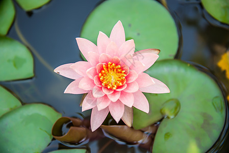 美丽的粉红莲花 在阴云的一天 蜜蜂在池塘里图片