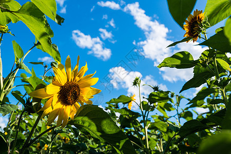 云蓝天空上的向日葵田场地植物太阳叶子阳光文化农场花粉植物群晴天图片