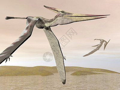 Pteranodon 飞行  3D动物航班野生动物翼龙古生物学天空爬虫翅膀灭绝插图图片