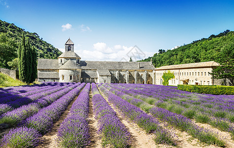 塞南克修道院蓝色薰衣草植物历史性香气假期紫色农村植物群教会图片