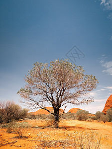 Autralia 沙漠树图片