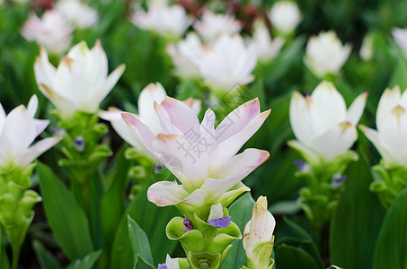 美丽的白花如背景的美丽鲜花图片