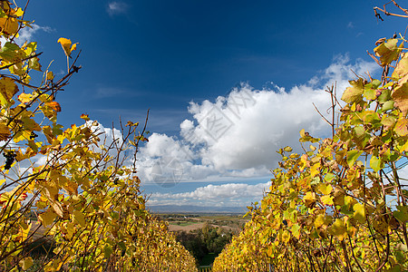 秋天葡萄园地区生长场地水果酒厂农业旅行植物蓝色农村图片