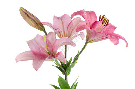 粉粉百合庆典树叶植物群粉色压痛花店花束花园白色投标图片