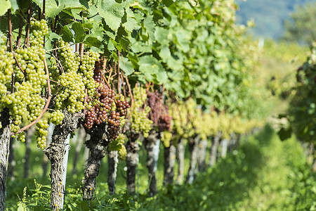 葡萄园中的白葡萄营养酒厂水果健康收成国家文案食物白色藤蔓图片