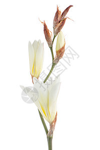 百合花树叶花束作品投标香味百合植物群花园庆典白色图片