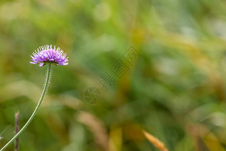 绿色背景的花朵场地季节三叶草药品草地园艺草本植物运气公园紫色图片