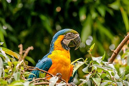 巴西鹦鹉Macaw 鹦鹉坐在树上背景