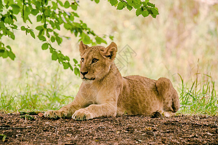 年轻的狮子休息了一会儿图片