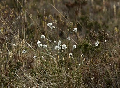 棉花草植物荒野沼泽地种子植物学图片