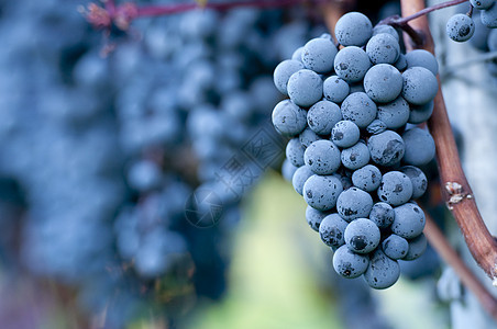 红葡萄水果食物紫色酒厂藤蔓国家营养收成黑色红色图片