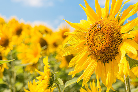 有蜜蜂的向日葵太阳晴天草地植物群场地黄色植物农业天空图片