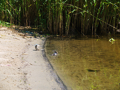 在河岸渡渡渡鸟涉水荒野蓝色海滩鸟类海事观鸟海鸟野生动物国家图片