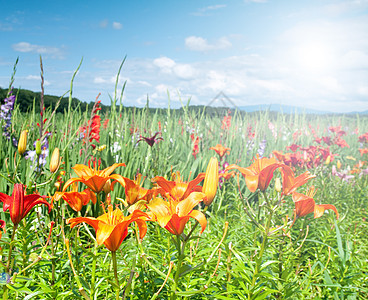 鲜花田太阳天气野花植物天空生长场景脆弱性土地自由图片