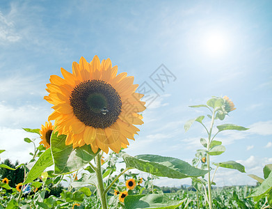 向日向字段植物群天堂花瓣修剪天空农业阳光园艺植物学蓝色图片