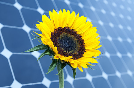 向日葵和太阳能电池板技术天空植物光伏力量活力生态臭氧细胞高科技图片