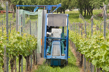 在葡萄园喷洒葡萄树藤作物机器运输交通喷涂山谷藤蔓树叶农业酿酒图片