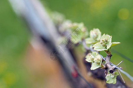 葡萄葡萄酒芽天空栽培国家生长蓝色水果藤蔓酿酒师葡萄卷须图片