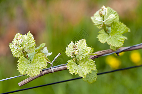 葡萄葡萄酒芽酿酒师栽培酒厂培育藤蔓植物葡萄发芽叶子跑步者图片