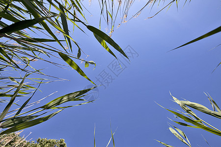 Reed绿色植物太阳干草叶子沼泽场景芦苇生长天空边缘植物图片