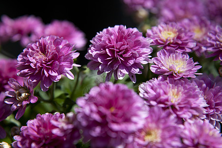 菊花花粉色美丽叶子植物菊花紫色花瓣图片