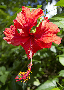 红碧花花木槿红色绿色花园植物群灌木图片