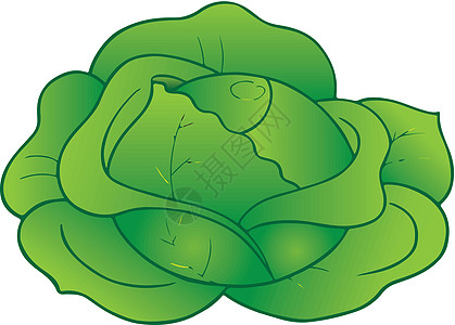 白卷心菜农业沙拉杂货店蔬菜植物营养白色饮食食物绿色图片