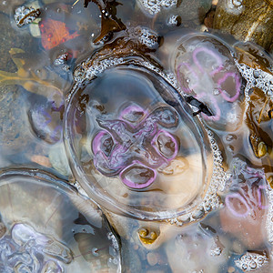 海滩上的小水母触手危险疼痛海洋石头野生动物海蜇海洋生物紫色蓝色图片