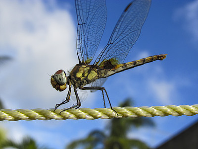 塑性绳索天空背景特写蜻蜓日光浴翅膀塑料绳音素图片