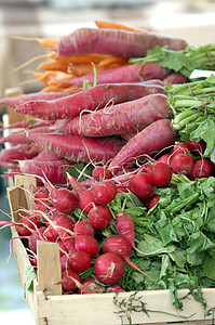 新鲜红色绿色团体工作室沙拉食物植物萝卜蔬菜营养图片