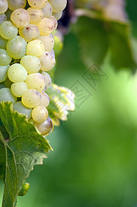 白色的葡萄团黑色紫色国家收成藤蔓酒厂红色水果葡萄园营养图片