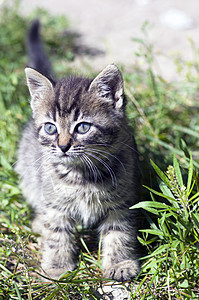 小猫咪在说谎的顶部视图毛衣猫咪宠物套衫球衣哺乳动物毛皮条纹动物短发图片