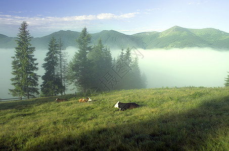 山高地貌喀尔巴阡山 乌克兰葡萄园云杉地平线土地地标爬坡全景彩虹高地晴天图片