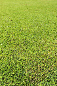 绿草草足球场操场锦标赛植物土地杯子游戏草地白色团队绿色图片