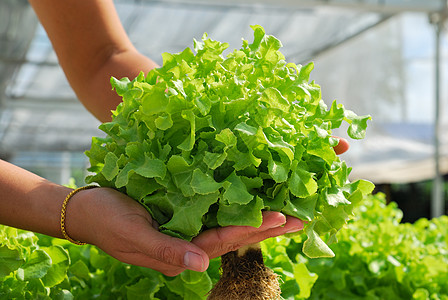 红橡树 绿橡树 种植水栽培植物f水培法培育绿色沙拉营养叶子环境花园食物市场图片