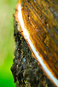 旧橡胶树 橡胶和环状木 橡胶采掘木头叶子热带松紧带丛林森林种植园生产生长植物图片