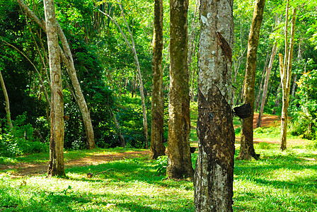 旧橡胶树 橡胶和环状木 橡胶采掘乳胶植物橡皮树液丛林树木牛奶树干液体生长图片