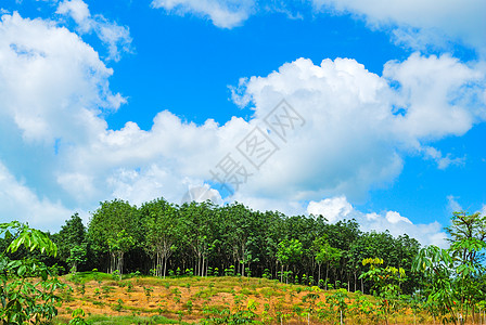 橡胶树皮橡皮树一行种植园热带生长树木农场场地水果森林椰子花园背景
