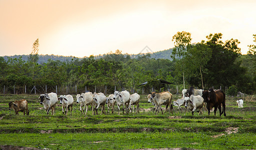 牛牛放牧奶牛牧场牛肉奶制品草地动物白色农业乡村哺乳动物图片