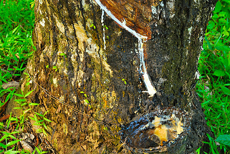 旧橡胶树 橡胶和环状木 橡胶采掘树干牛奶液体乳胶森林农场生产木头叶子种植园图片
