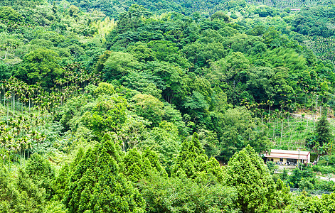 森林清境胡同农业场景丛林植物乡村种植园栽培环境图片