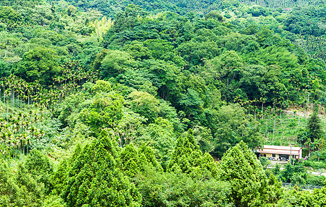 森林清境胡同农业场景丛林植物乡村种植园栽培环境背景图片