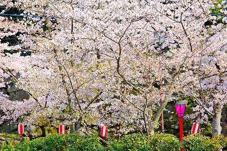 寺庙里的樱桃树图片