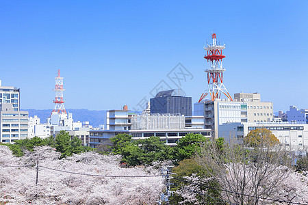 华山市风景地标景观市中心花园建筑学公园樱花粉色晴天城市图片